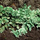 Malachite, Azurite - image 2
