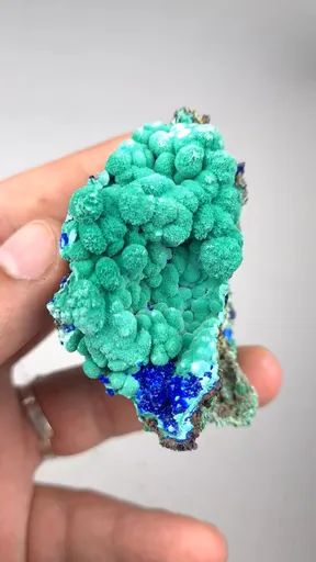 specimen video