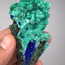 specimen video