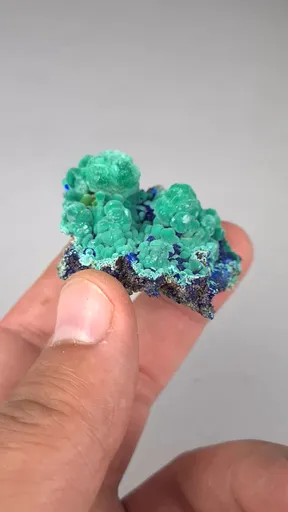 specimen video
