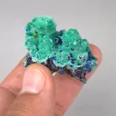 specimen video