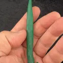 Malachite from Mashamba West Mine, Sicomines copper-cobalt project, Mutshatsha, Lualaba, DR Congo - image 2