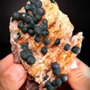 specimen video
