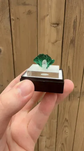 specimen video