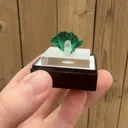 specimen video