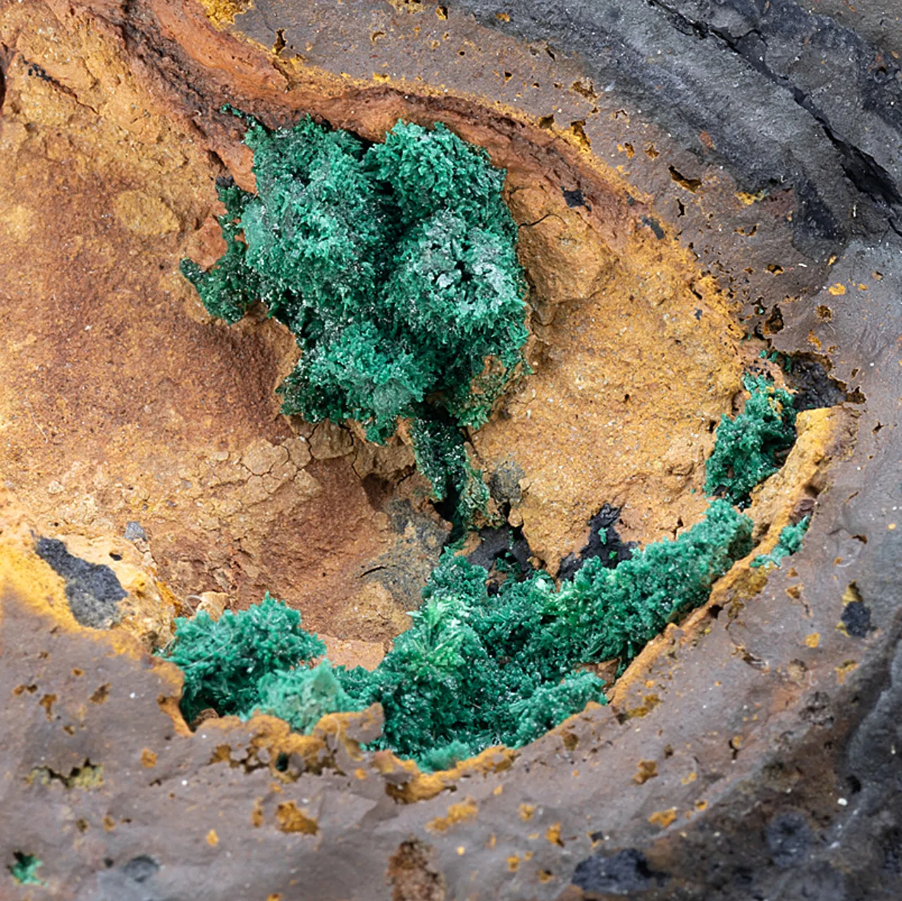 Malachite on Atacamite - image 1