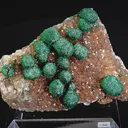 specimen video