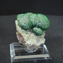 specimen video