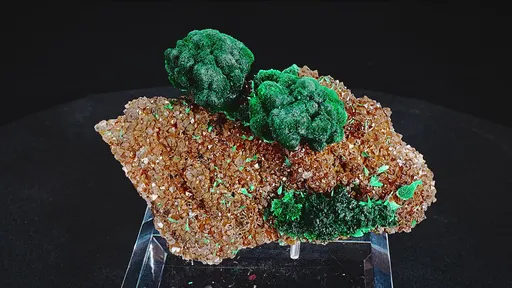 specimen video