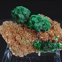 specimen video