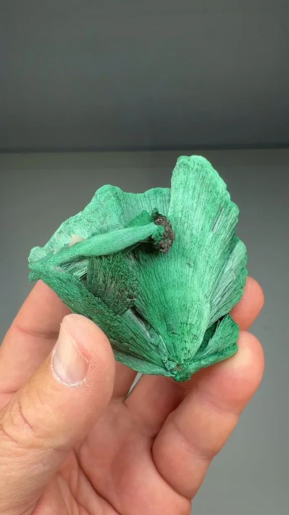 Malachite with Cerussite (CAR-0012) image