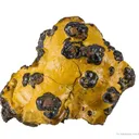 Manganese Biominerals (Todorokite, Romanechite, Birnessite) - image 1