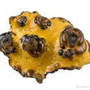 Manganese Biominerals (Todorokite, Romanechite, Birnessite) - image 1