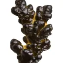 Manganese Biominerals (Todorokite, Romanechite, Birnessite) - image 1