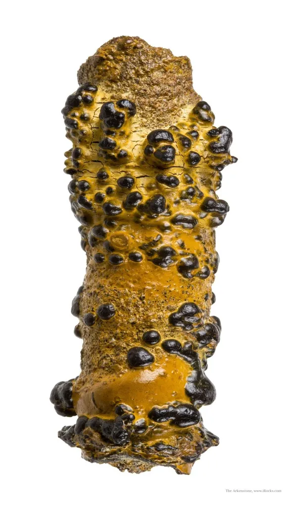 Manganese Biominerals (Todorokite, Romanechite, Birnessite) Ps. After Arthropod Burrows - image 2