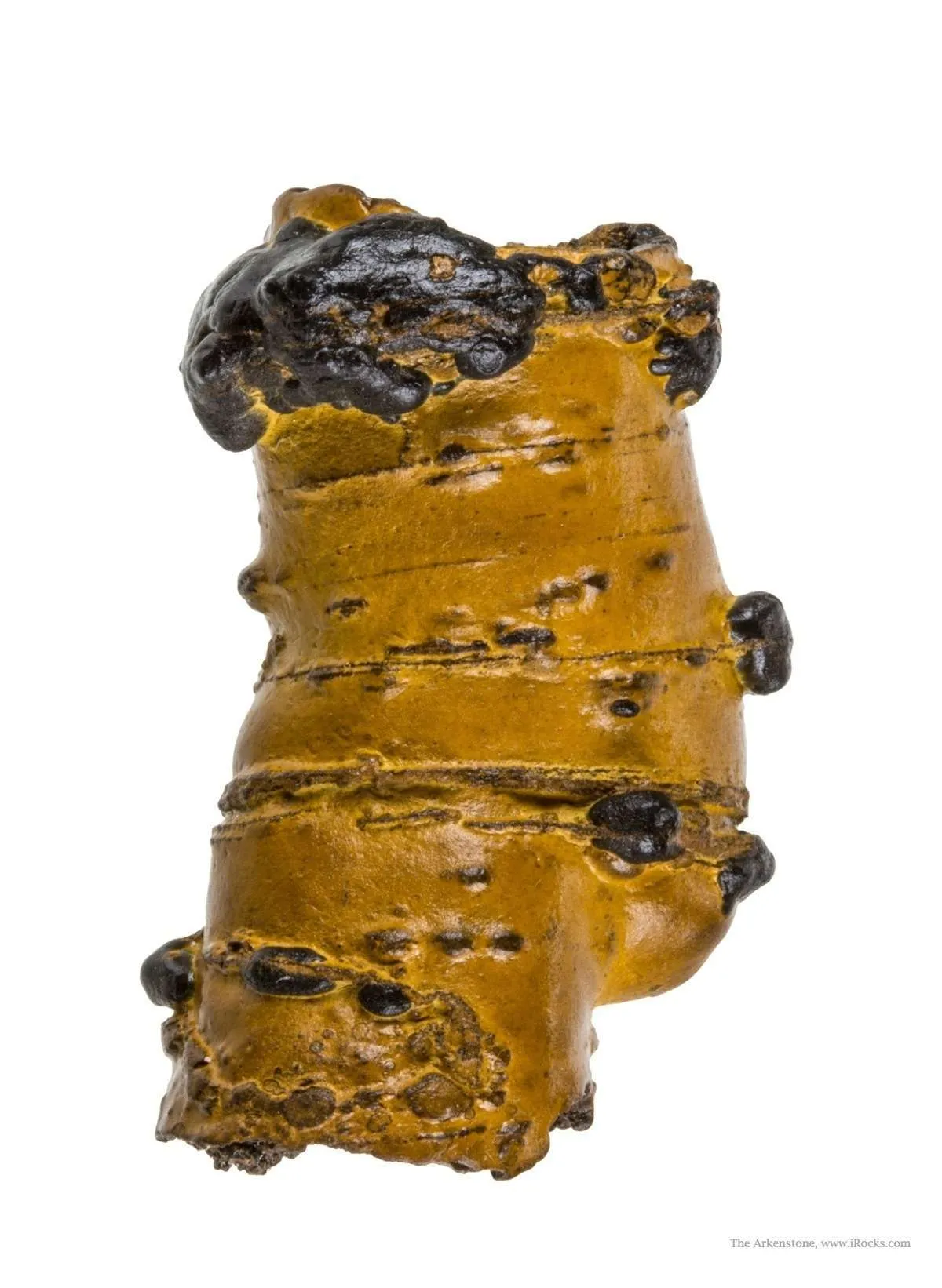 Manganese Biominerals (Todorokite, Romanechite, Birnessite) Ps. After Arthropod Burrows - image 1