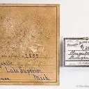 Manganite - image 4