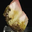 Manganoan Adamite - image 2