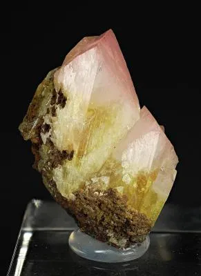 Manganoan Adamite - image 2