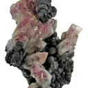 Manganoan Adamite - image 3