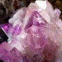 Manganoan Adamite - image 4