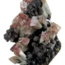 Manganoan Adamite - image 1