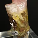 Manganoan Adamite - image 4