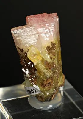 Manganoan Adamite - image 4