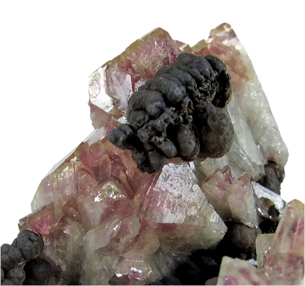 Manganoan Adamite - image 2