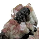 Manganoan Adamite - image 2