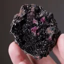 Manganoan Adamite - image 2