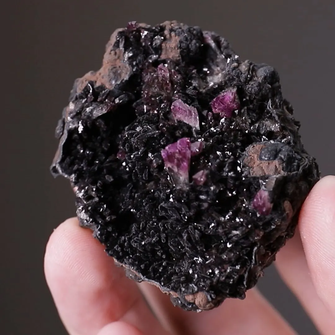 Manganoan Adamite - image 2