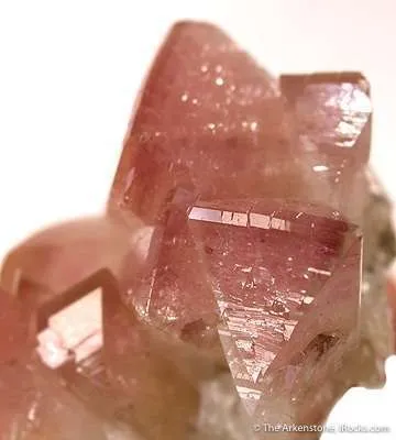Manganoan Adamite - image 2