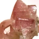 Manganoan Adamite - image 2