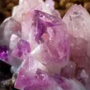 Manganoan Adamite - image 5