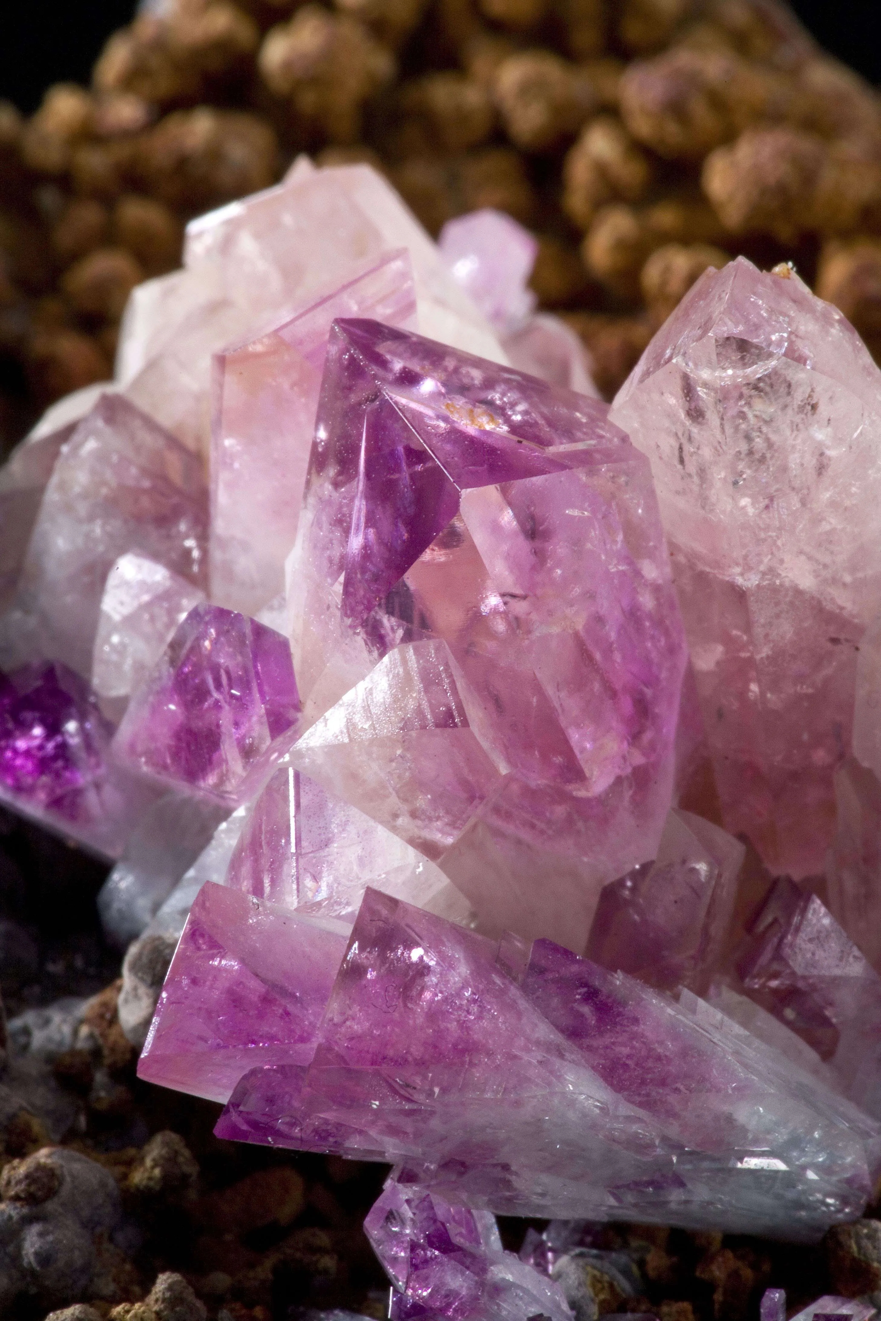 Manganoan Adamite - image 5