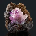 Manganoan Adamite - image 3