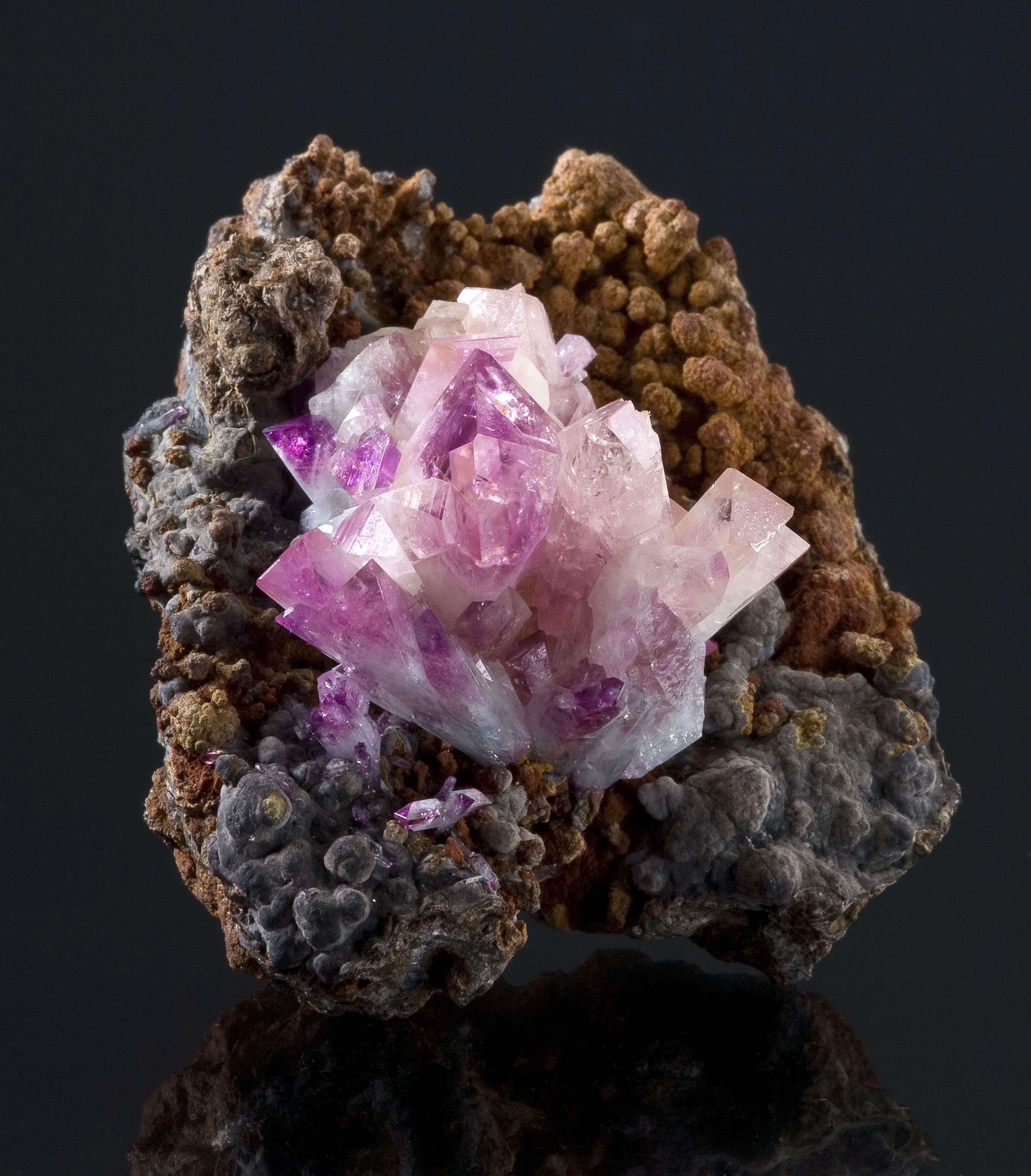 Manganoan Adamite - image 3