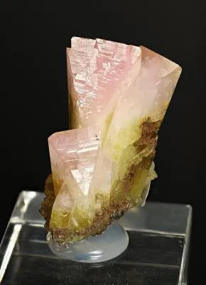 Manganoan Adamite - image 3