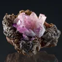 Manganoan Adamite - image 1