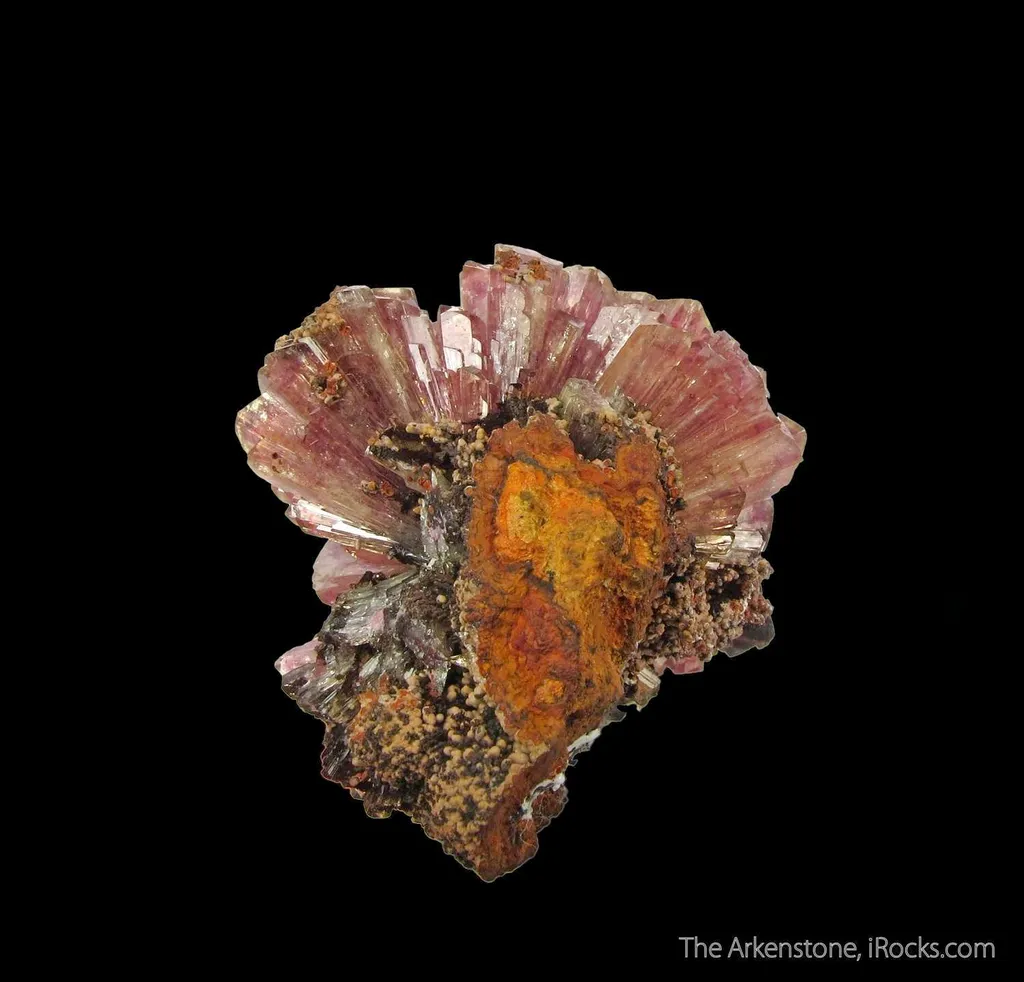 Manganoan Adamite - image 2