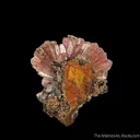 Manganoan Adamite - image 2