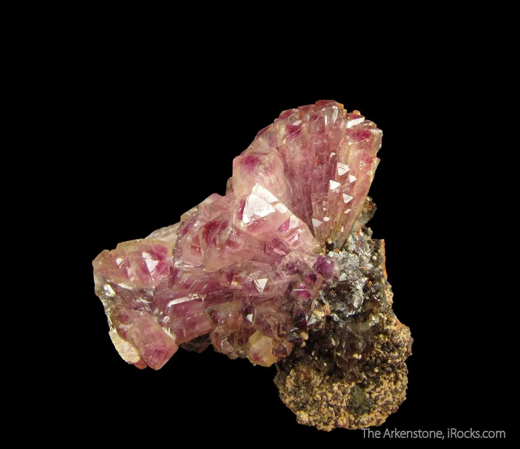 Manganoan Adamite - image 3
