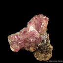 Manganoan Adamite - image 3