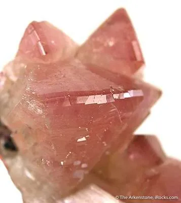 Manganoan Adamite - image 3