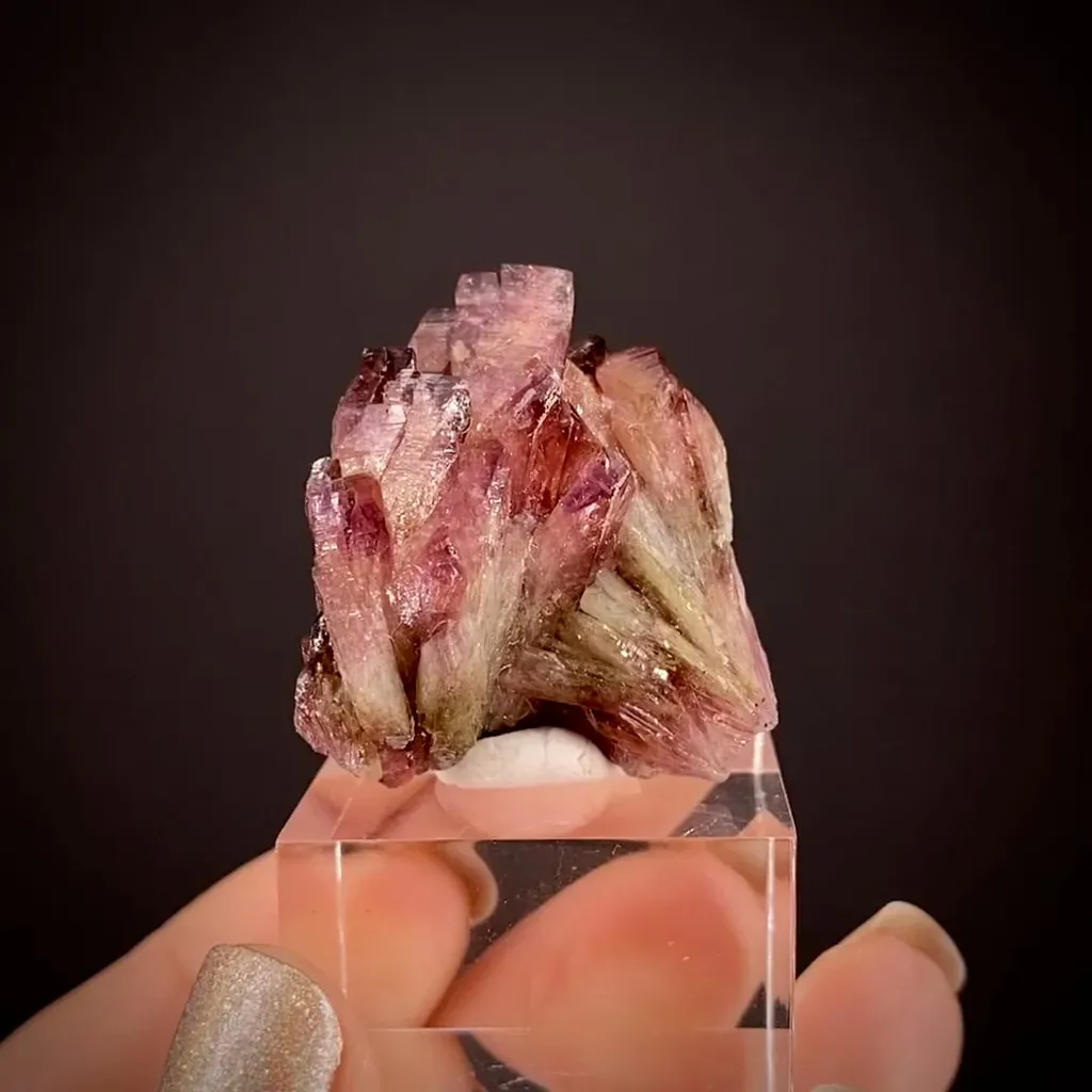 Manganoan Adamite - image 2