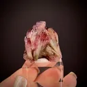 Manganoan Adamite - image 2