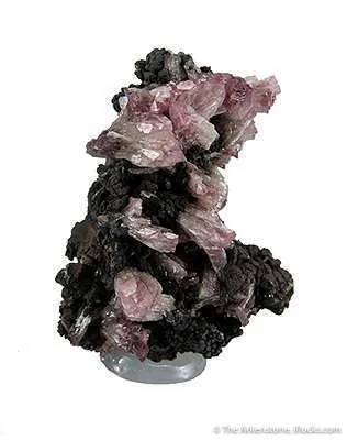 Manganoan Adamite - image 2