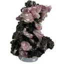 Manganoan Adamite - image 2