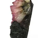 Manganoan Adamite - image 2